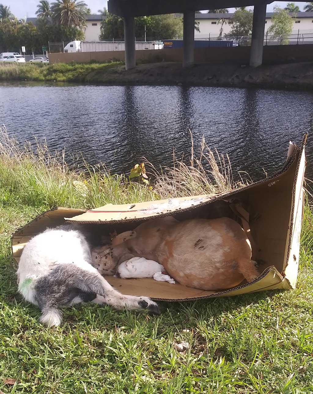 Photo of dead animals posted by Ralph Nuñez via the Miami Springs Community Facebook Group