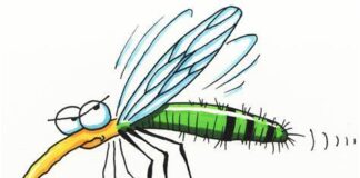 Mosquitos: Why Didn’t Noah Swat Them?