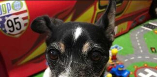 Missing Dog:  Jack Russell Terrier – Stewie