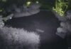 Security Cameras Capture Wild Nightlife Including Raccoons and Fox