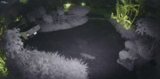 Security Cameras Capture Wild Nightlife Including Raccoons and Fox