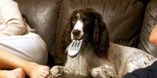 I Came, I Saw, I Clicked!