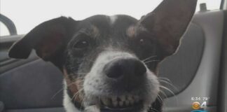 CBS 4 Miami Covers Miami Springs Missing Jack Russell Terrier, Stewie