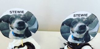 Twice As Sweet Helping Family To Find Lost Dog