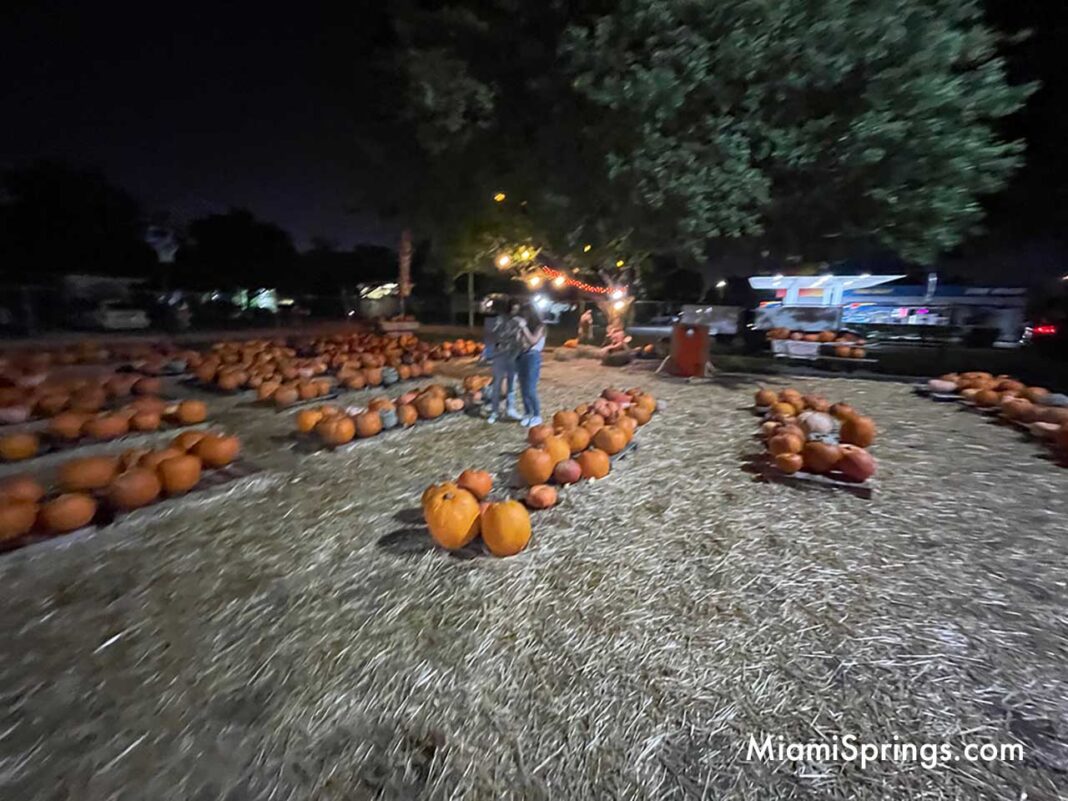 Pumpkin Patch is Back this Weekend | MiamiSprings.com | Miami Springs ...