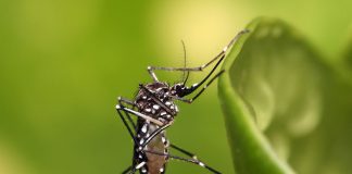 Solution to Mosquito Problem or New Dating App? Aedes Aegypti Mosquito