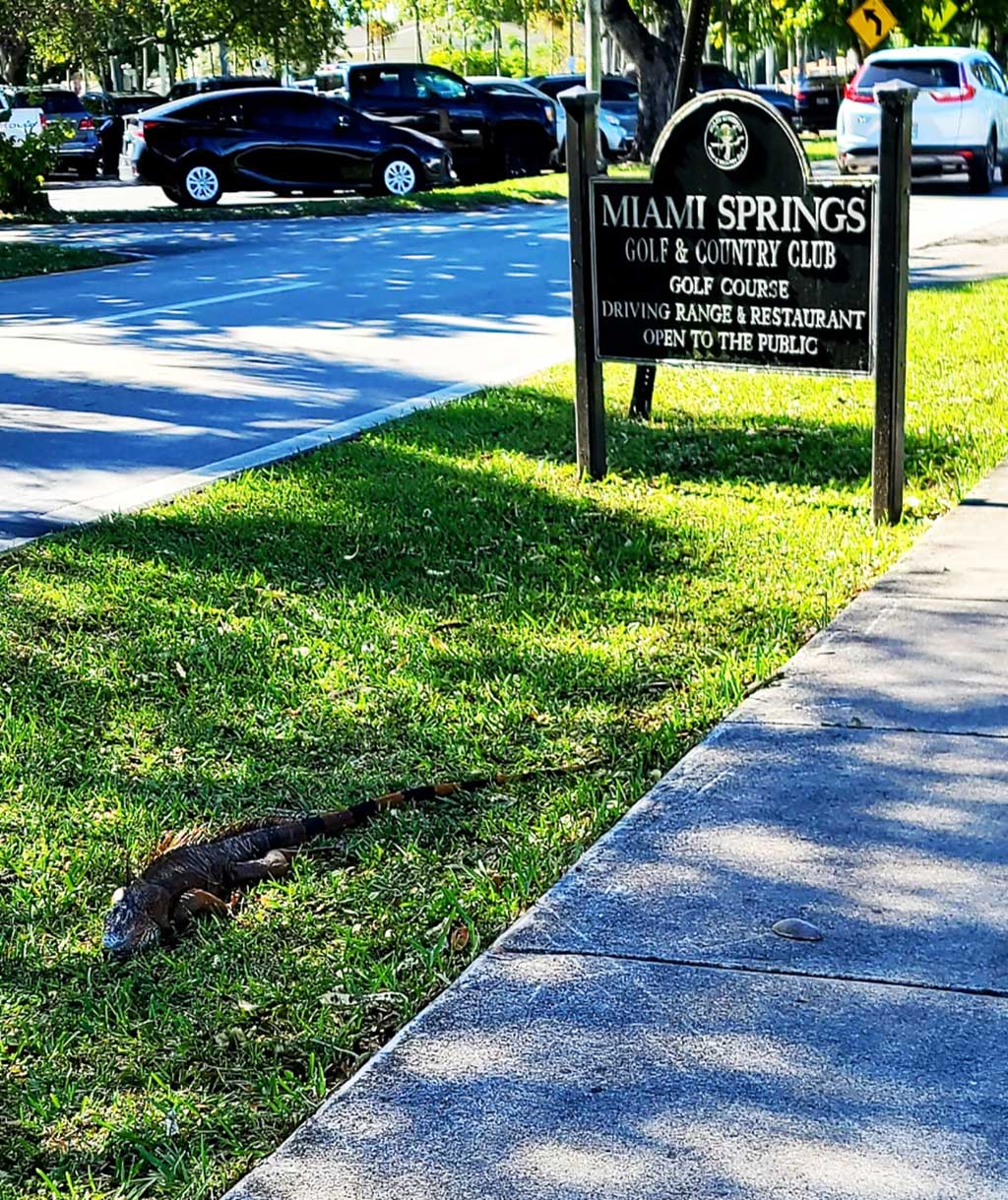 Big Frozen Iguana at Miami Springs Country Club