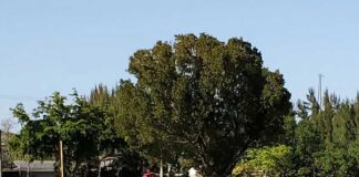 Golden Hawks Baseball Continue Dominant Start Miami Springs Baseball Team (Photo Credit: @mssh_hawks)