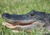 Happy Earth Day 2022 American Alligator