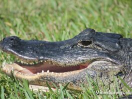 Springs Man Arrested for Harvesting Alligator American Alligator