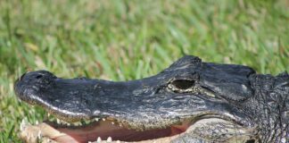 Springs Man Arrested for Harvesting Alligator American Alligator