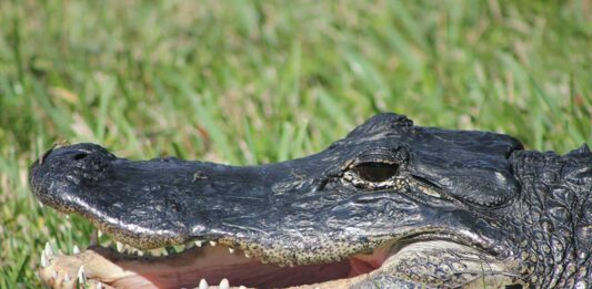 American Alligator
