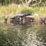 American Alligator on Ludlam Canal