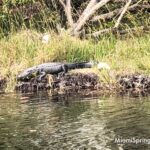 American Alligator on Ludlam Canal