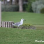 Bird on Golf Course