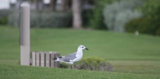 Letter to the Editor:  Sometimes You Need to Get Involved Bird on Golf Course