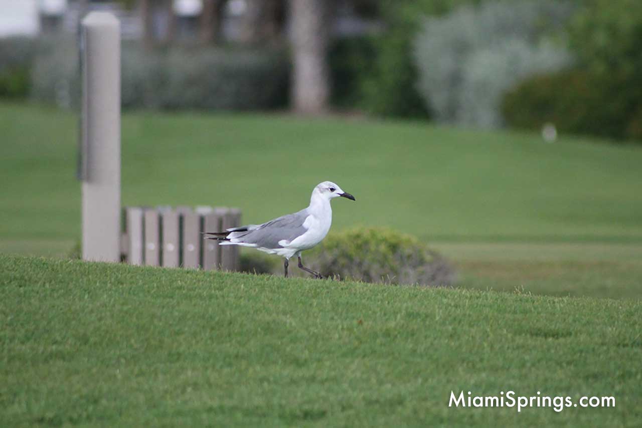 Bird on Golf Course