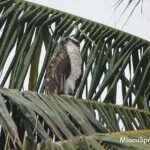 Osprey on Coconut Palm