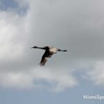 Sand Hill Crane Flying