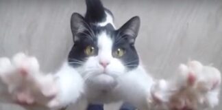 Who is Your Favorite Holiday Animal?