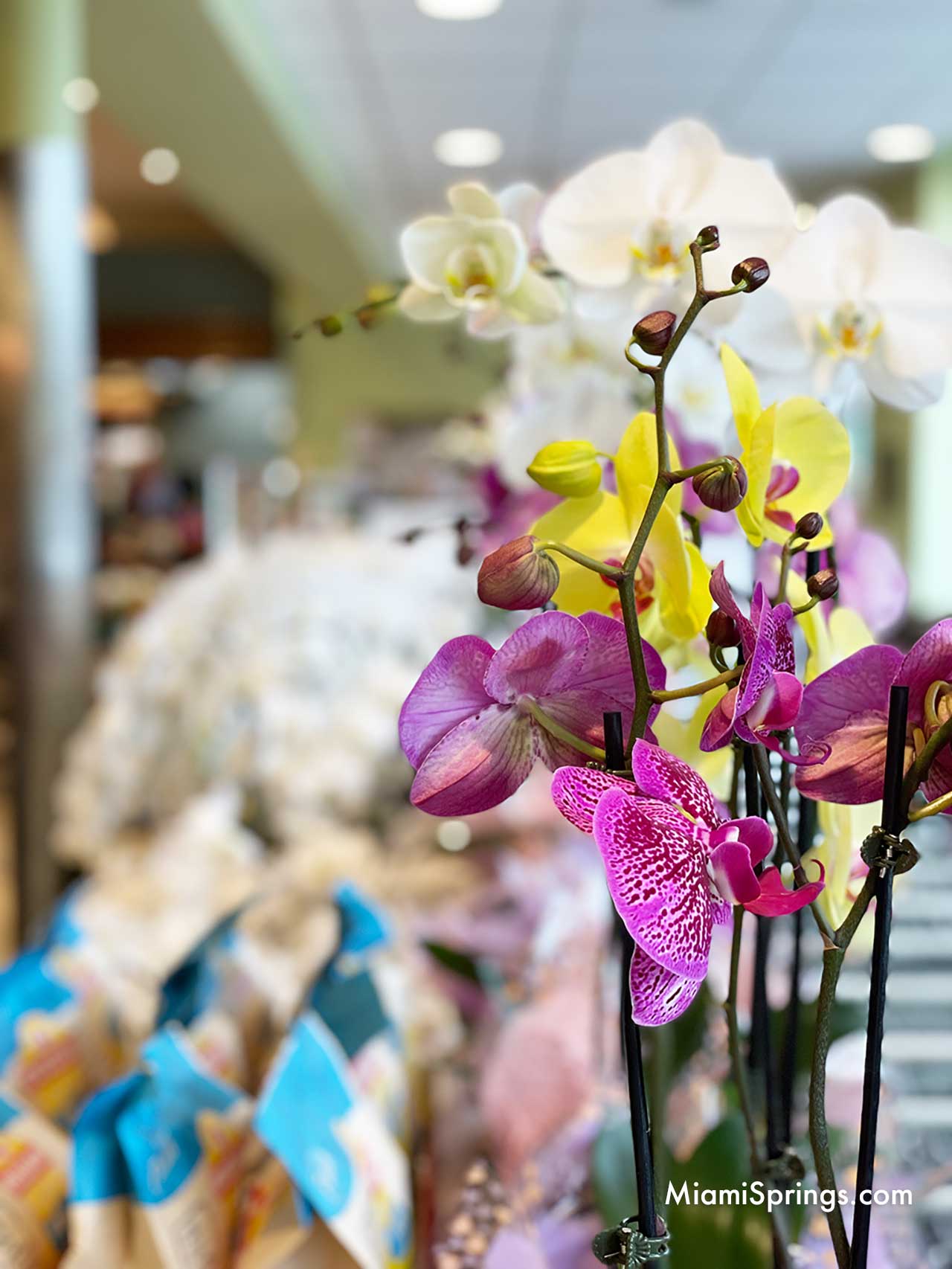 Beautiful Orchids at Milam's Markets