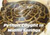 Python Caught in Miami Springs… File photo of the invasive Burmese Python