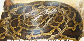 Python Caught in Miami Springs… File photo of the invasive Burmese Python
