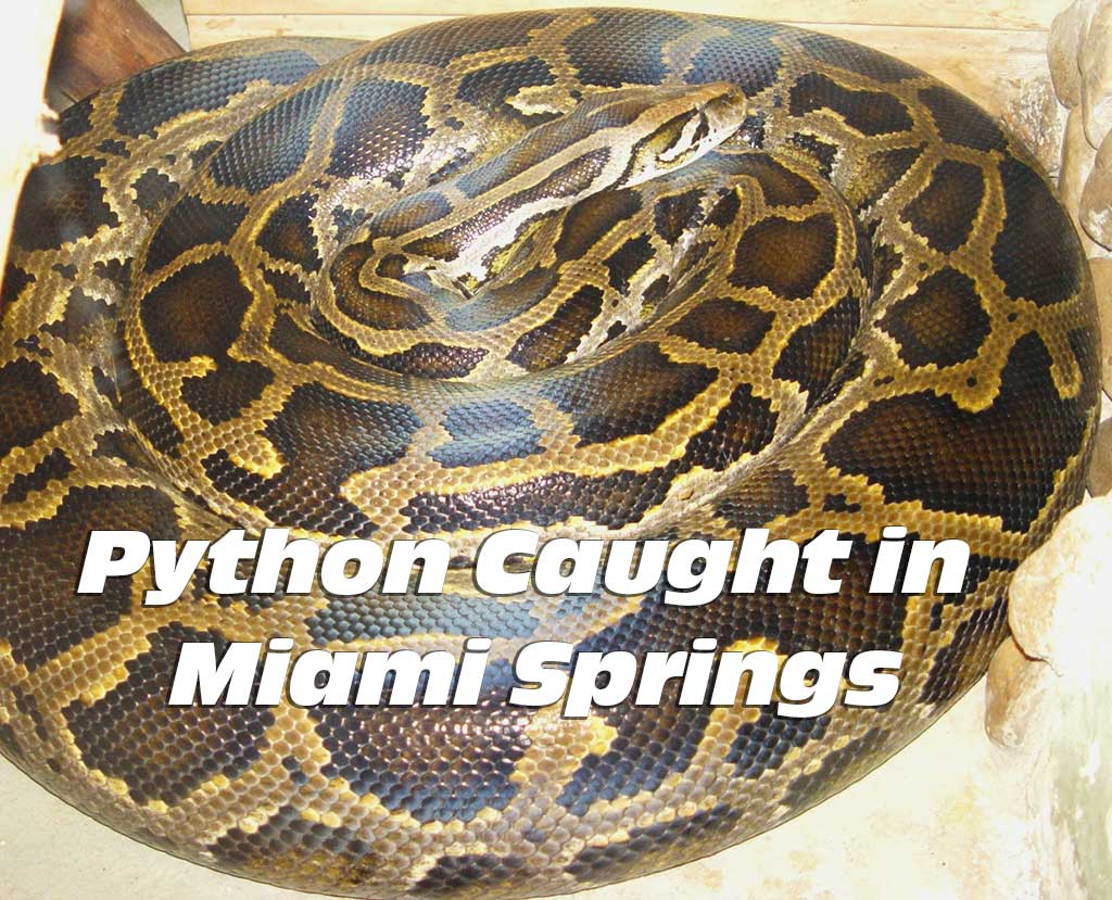 File photo of the invasive Burmese Python 
