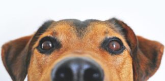 Japanese Pet Rental, Is America Ready For That?