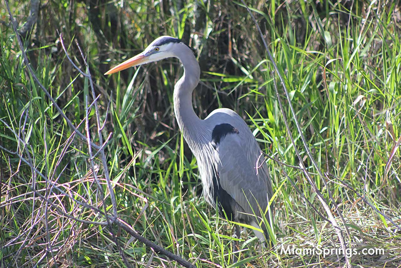 Great Blue Heron in the Florida Everglades