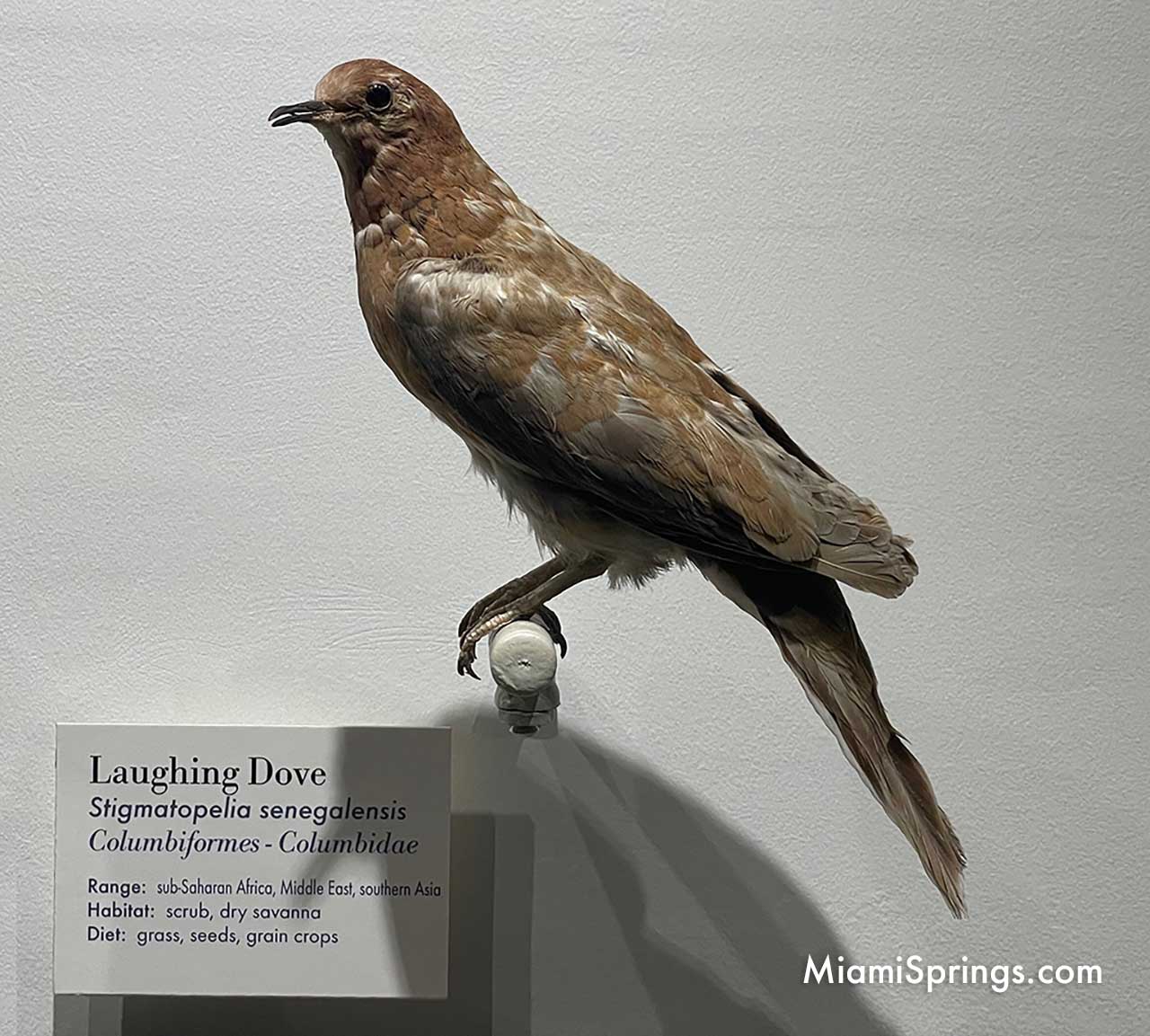 Laughing Dove displayed at the Harvard Museum of Natural History