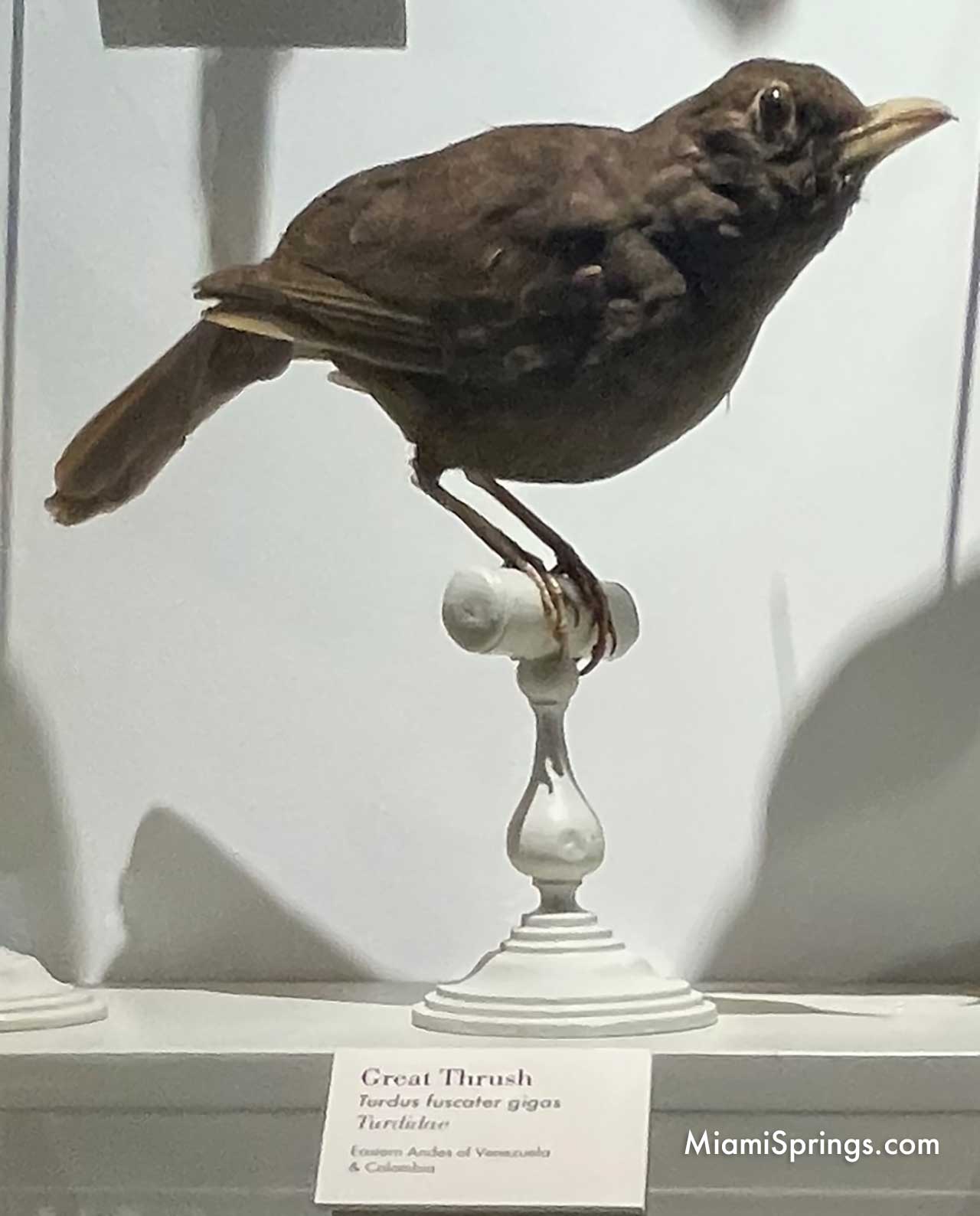 Great Thrush displayed at the Harvard Museum of Natural History