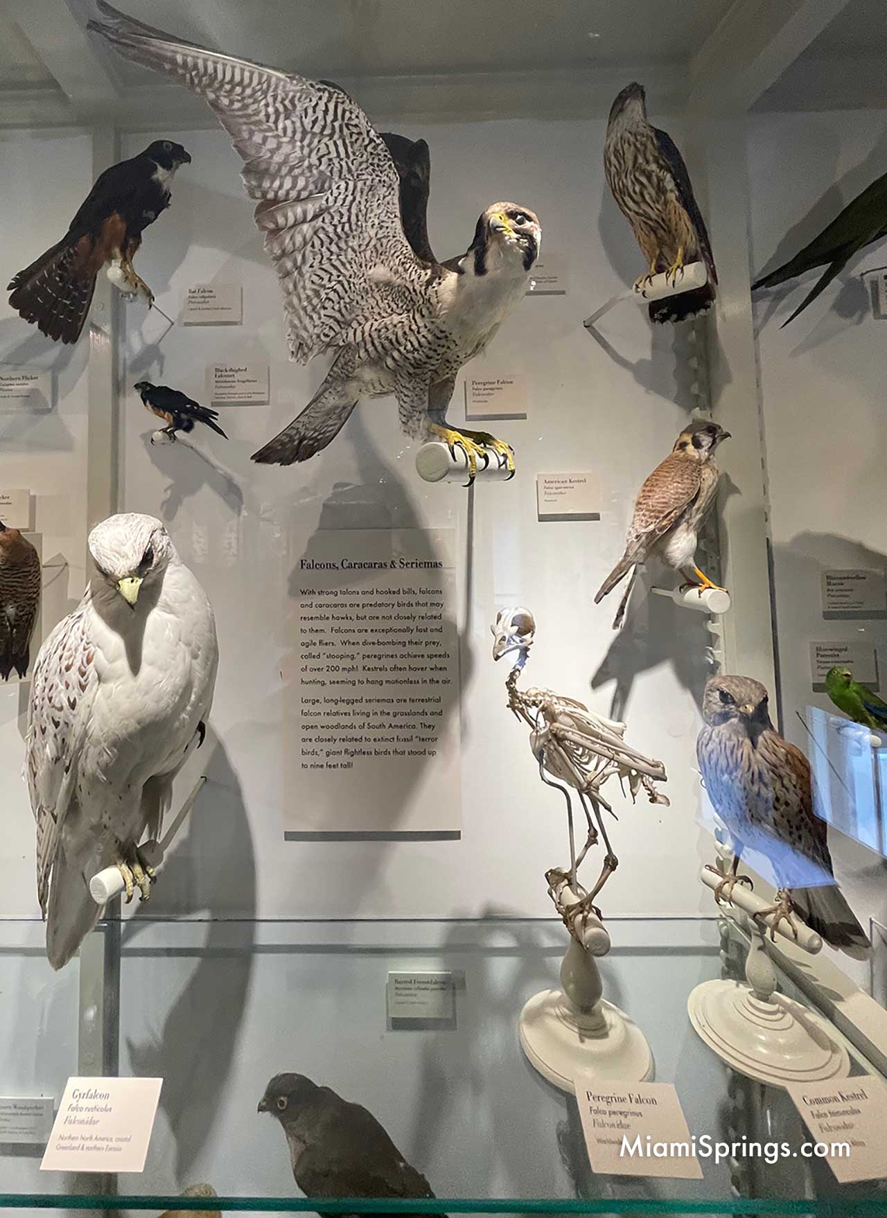 Falcons displayed at the Harvard Museum of Natural History