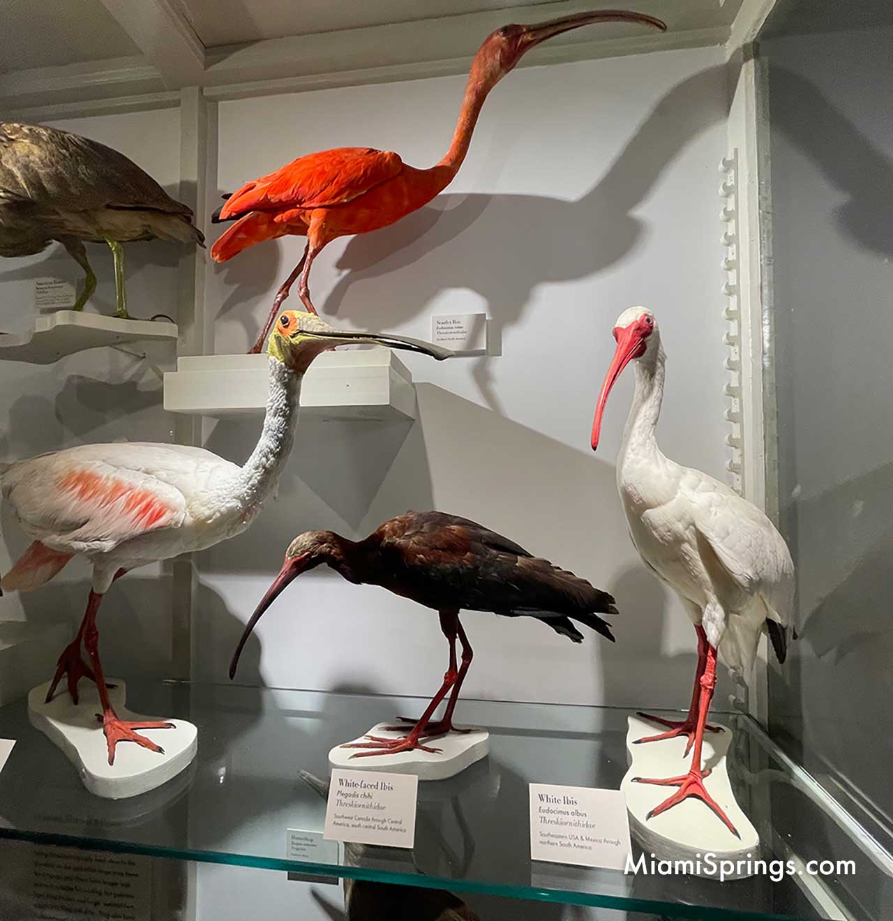 Ibis displayed at the Harvard Museum of Natural History