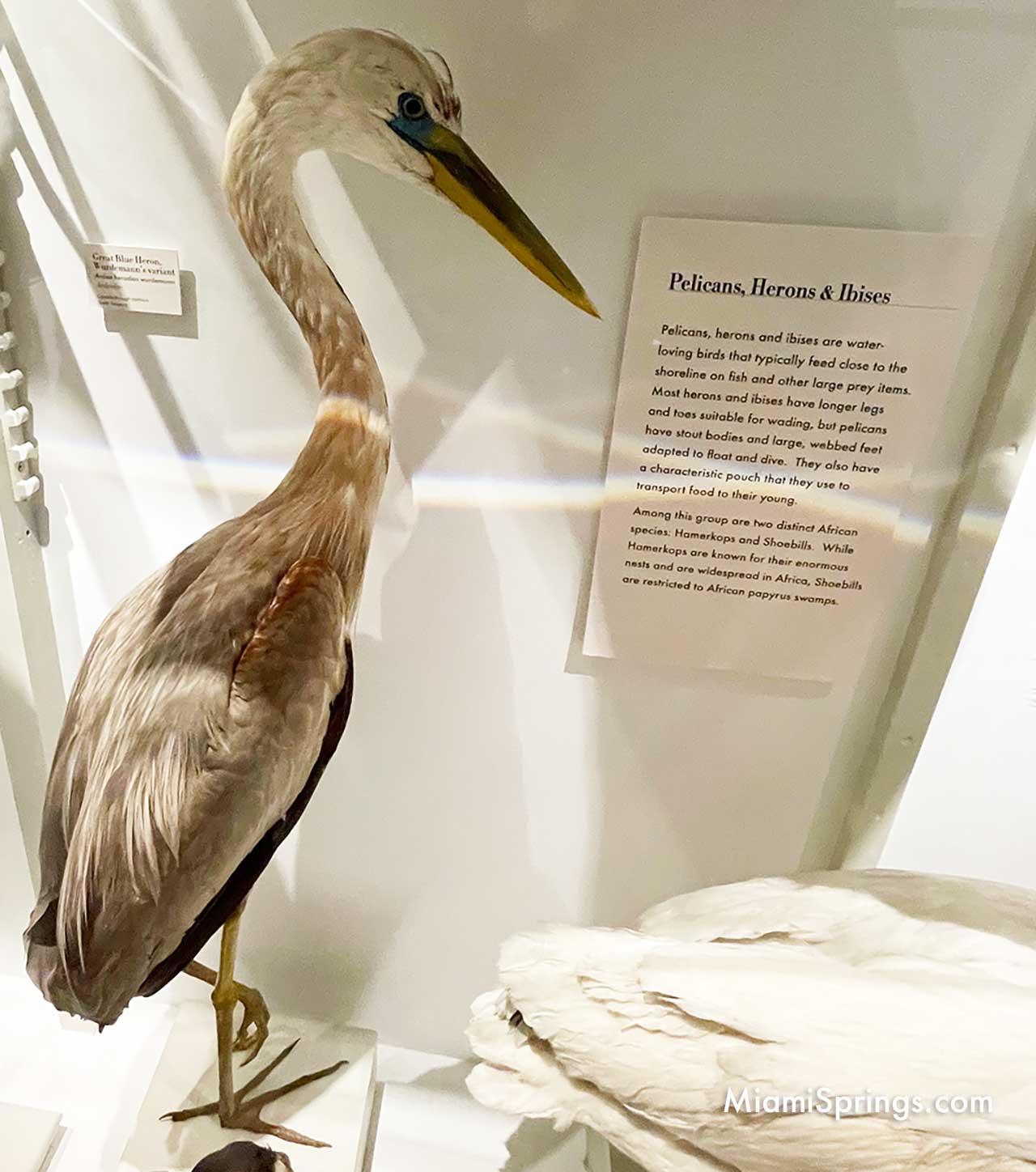 Heron displayed at the Harvard Museum of Natural History