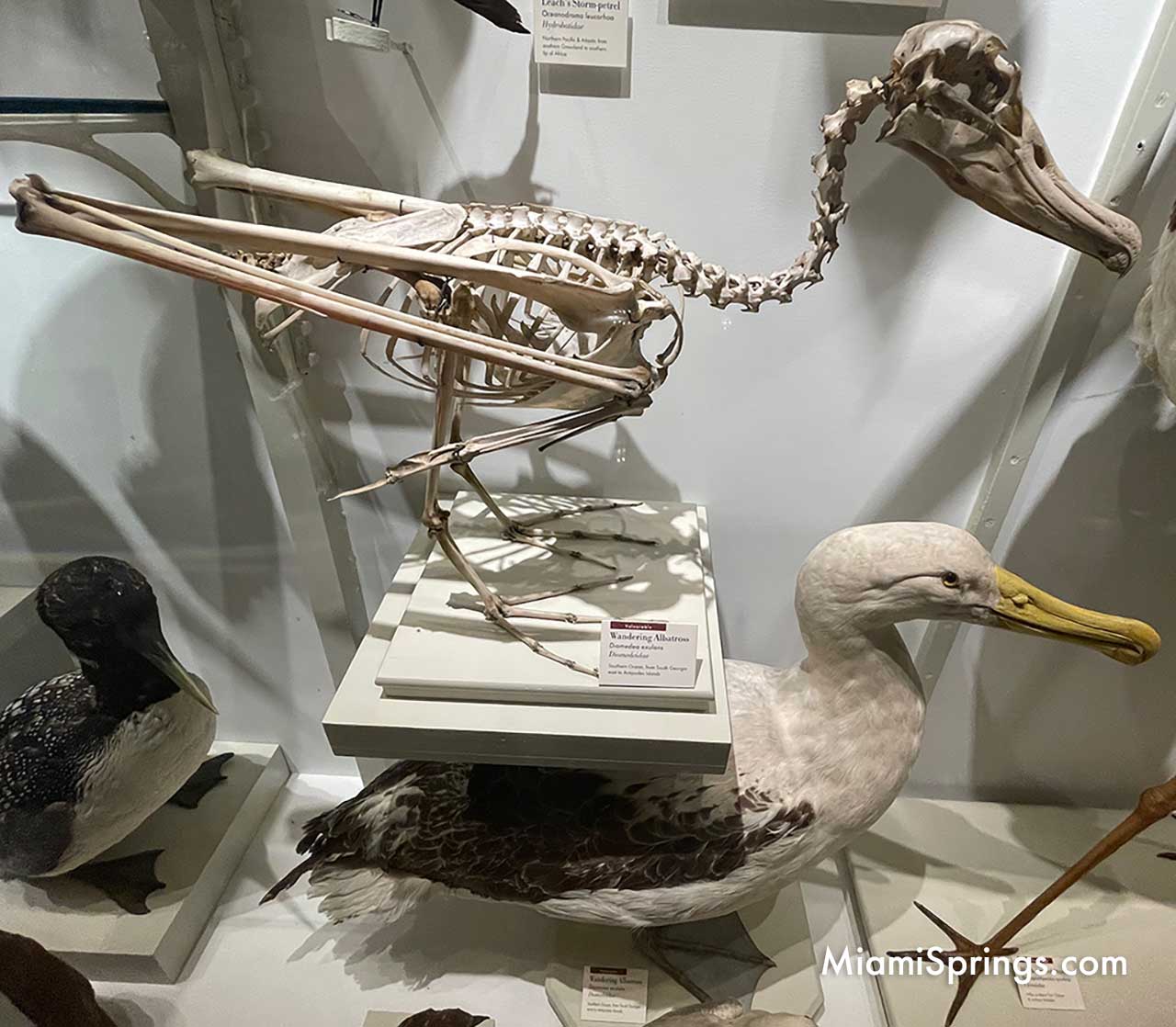 Albatross displayed at the Harvard Museum of Natural History