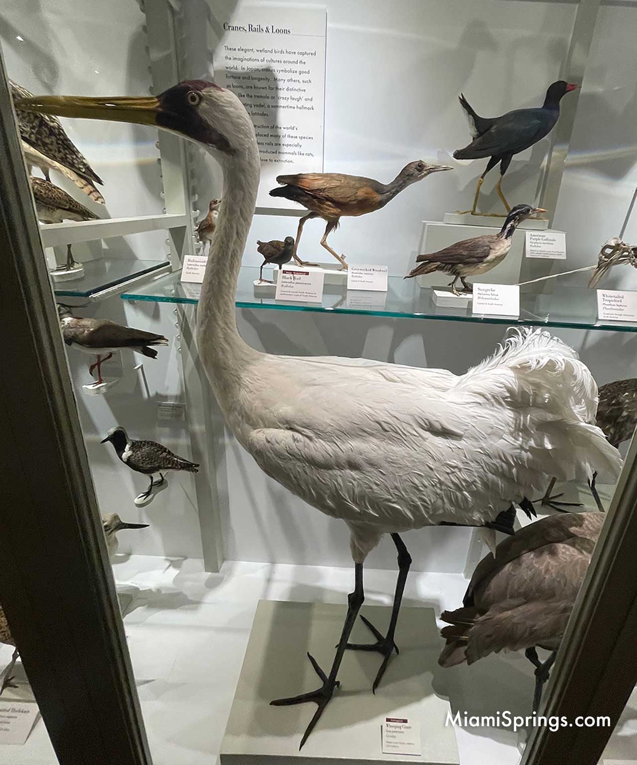 Whooping Crane displayed at the Harvard Museum of Natural History