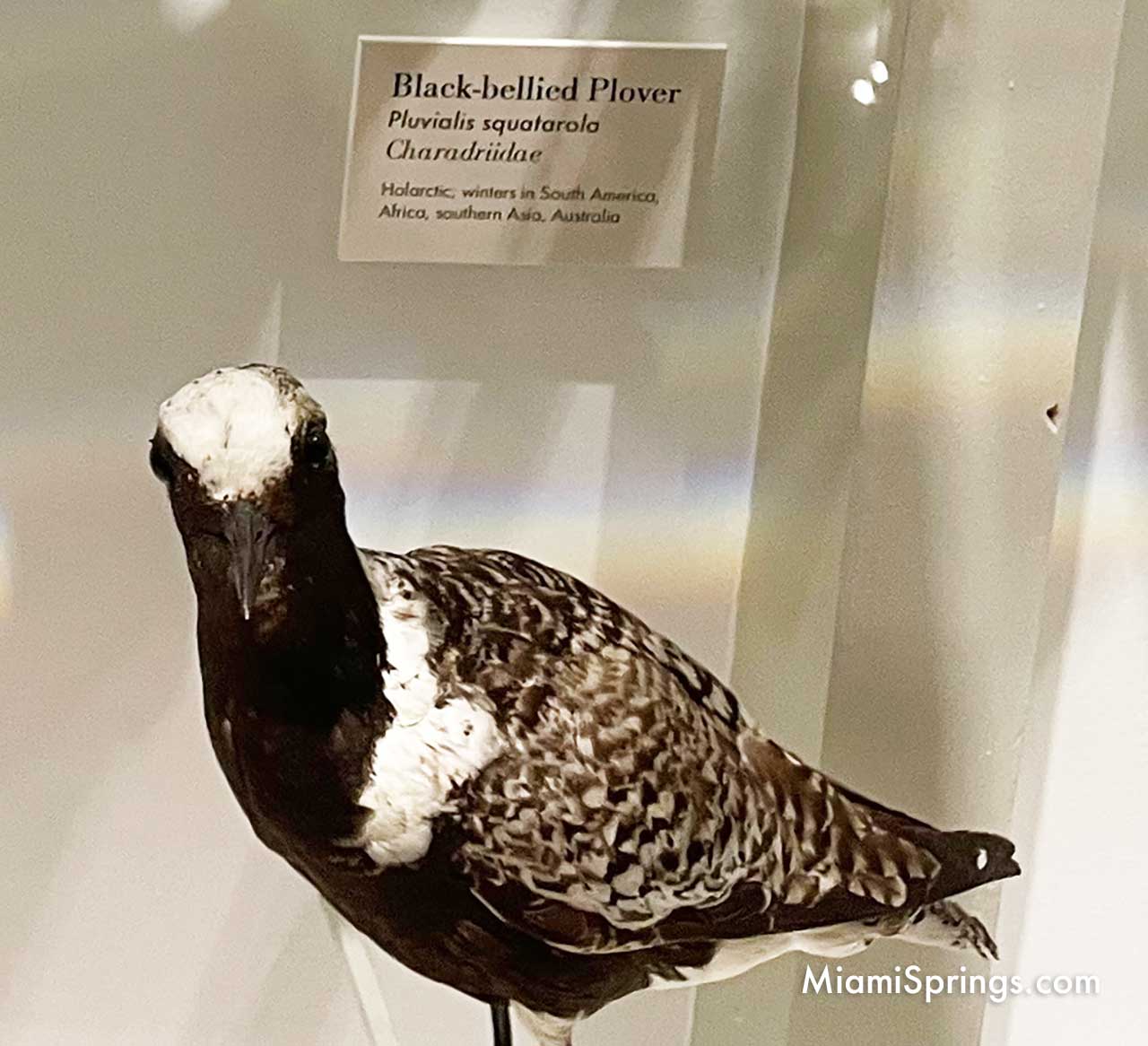 Black-Bellied Plover displayed at the Harvard Museum of Natural History