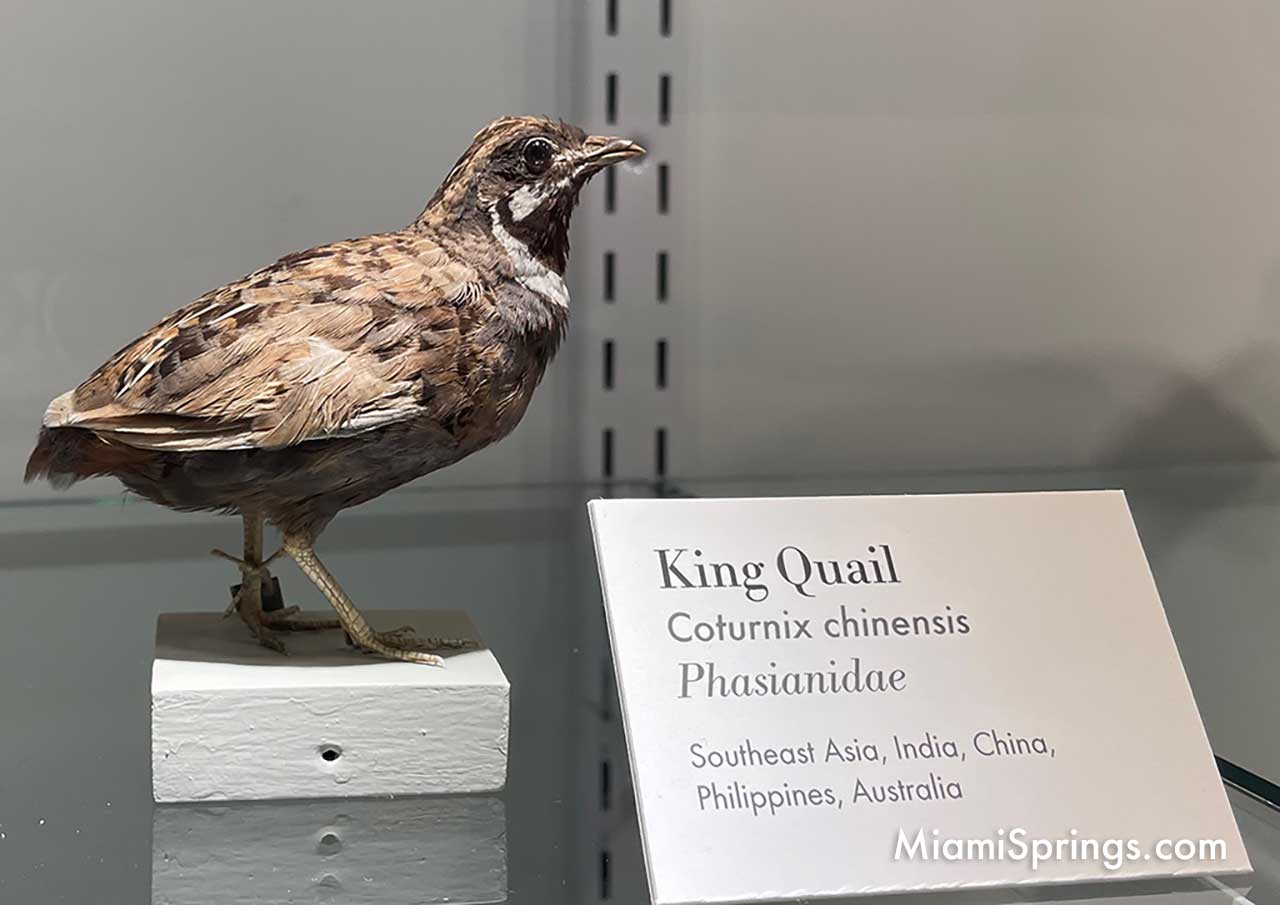 King Quail displayed at the Harvard Museum of Natural History