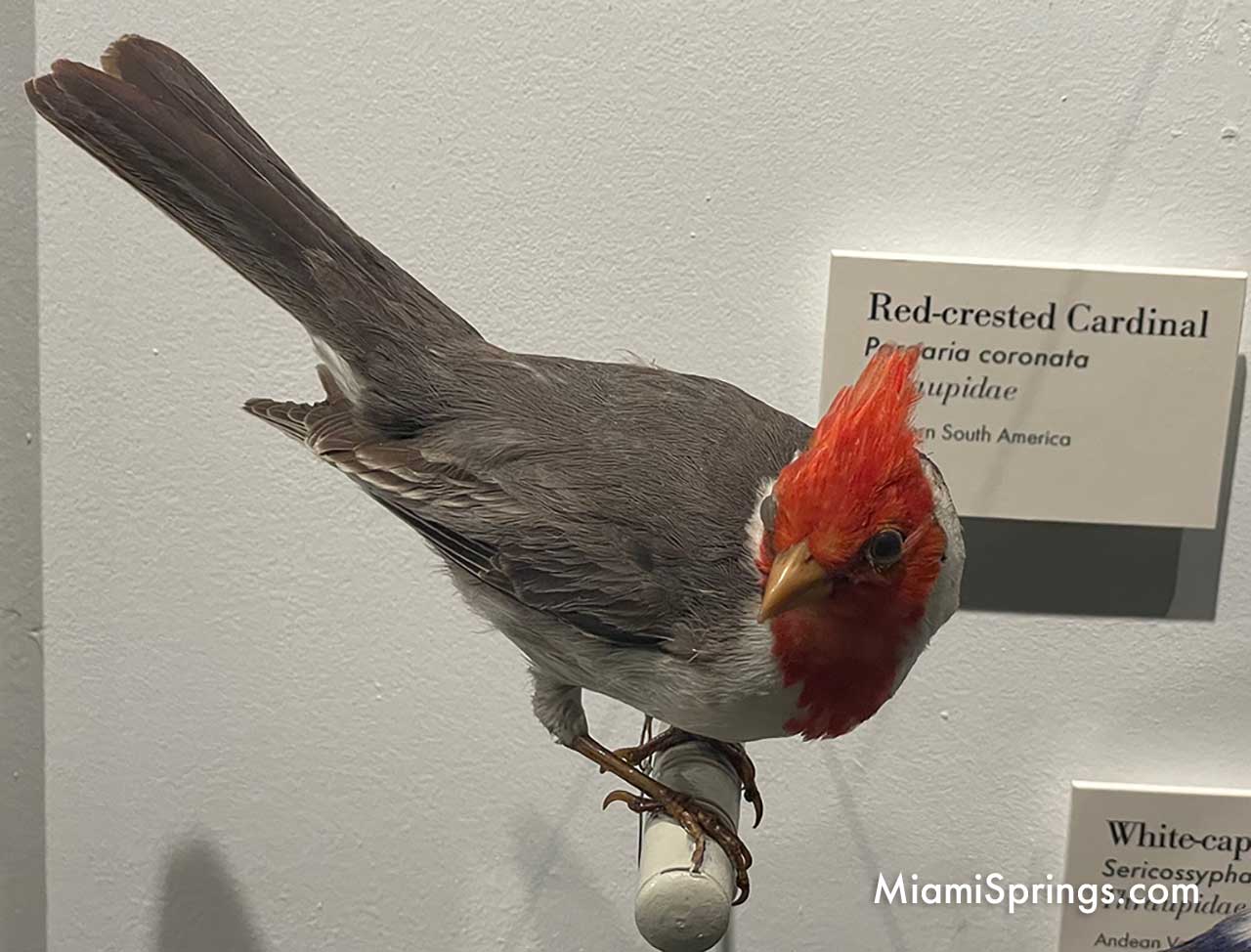 Red Crested Cardinal displayed at the Harvard Museum of Natural History