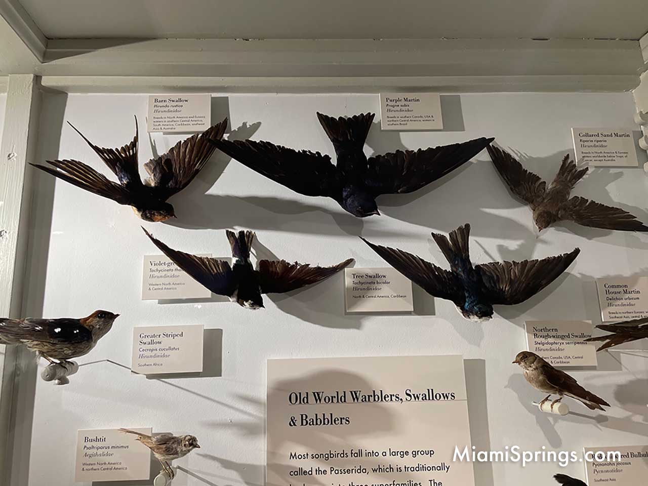 Swallows displayed at the Harvard Museum of Natural History