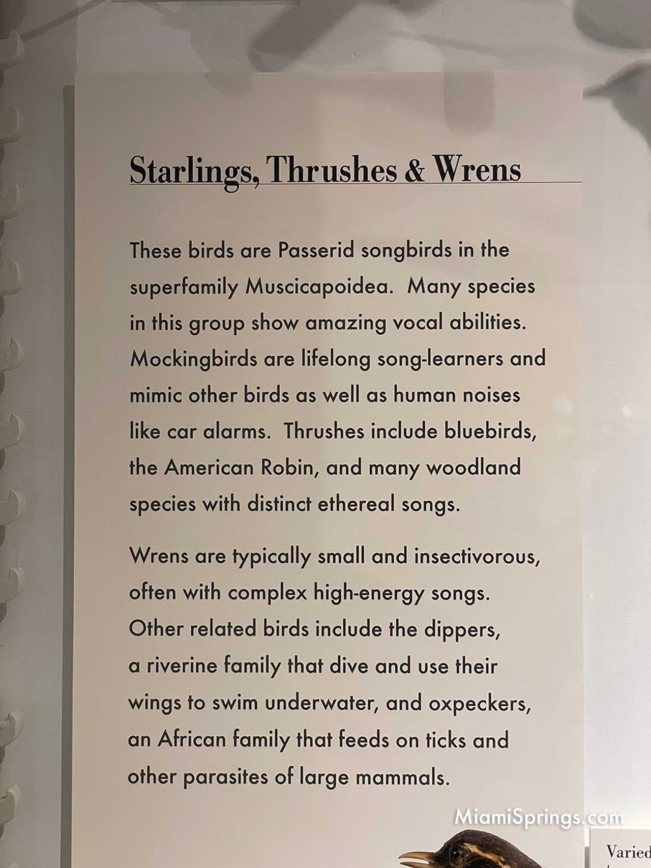 Wrens displayed at the Harvard Museum of Natural History