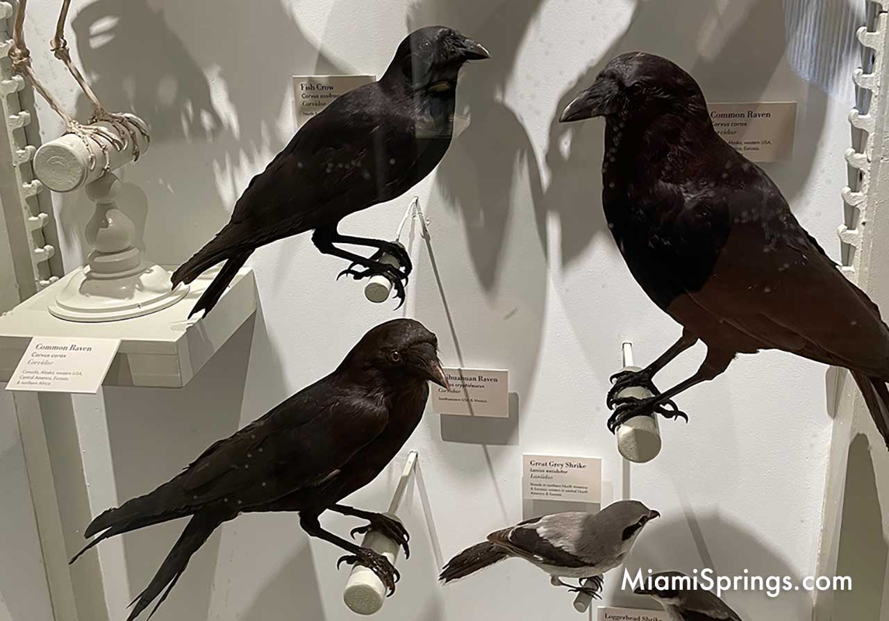 Ravens at the Harvard Museum of Natural History