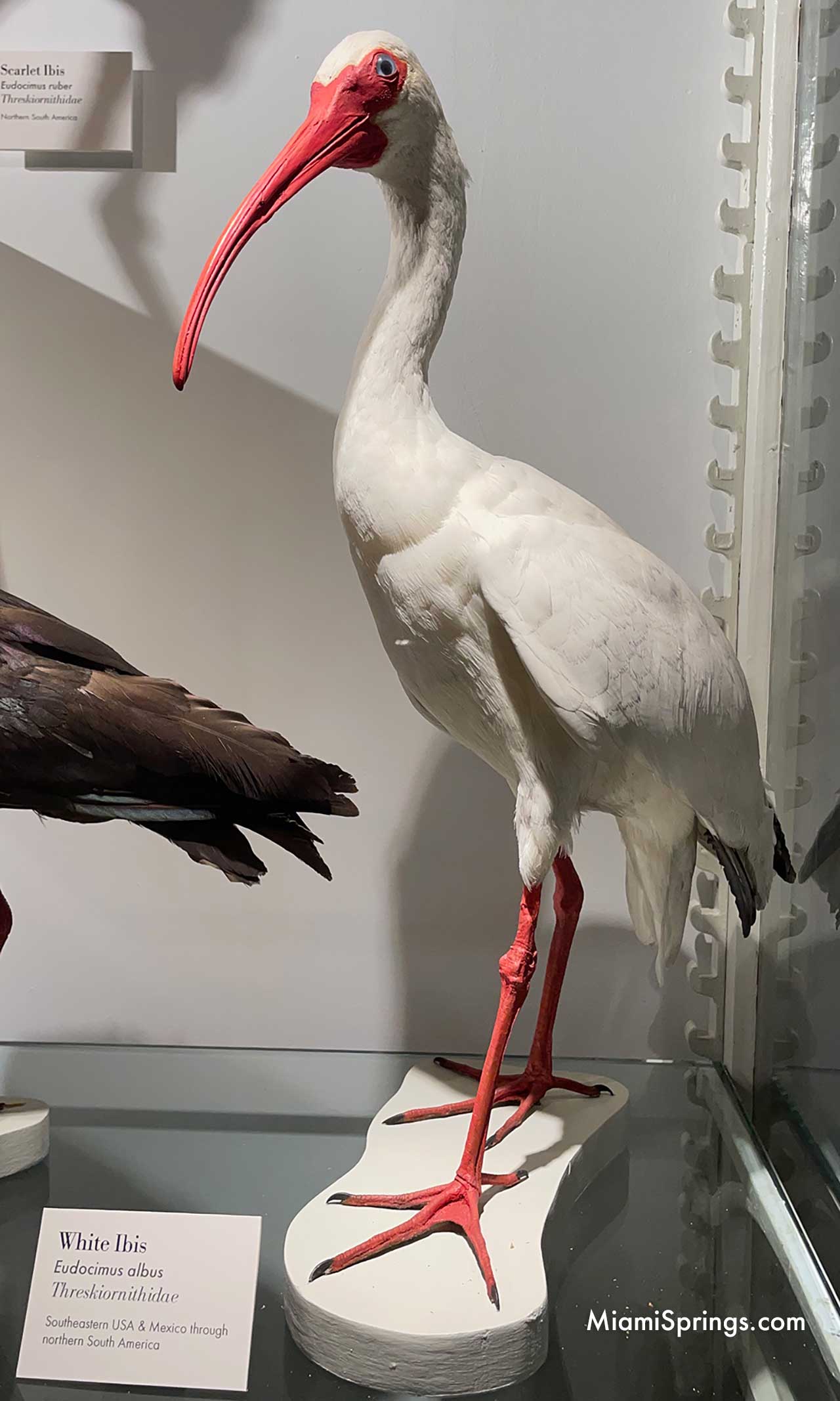 Ibis displayed at the Harvard Museum of Natural History