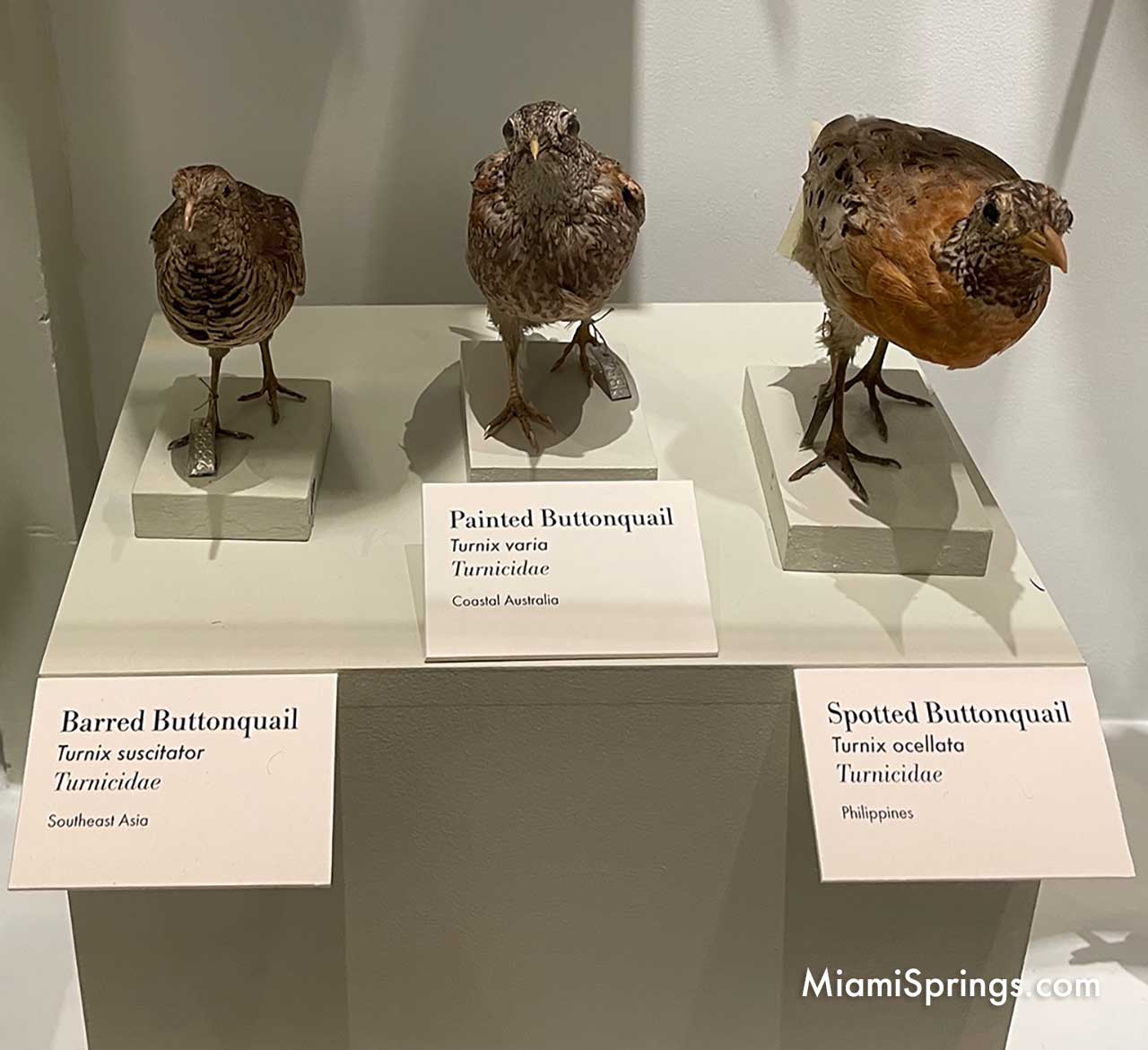 Buttonquail displayed at the Harvard Museum of Natural History