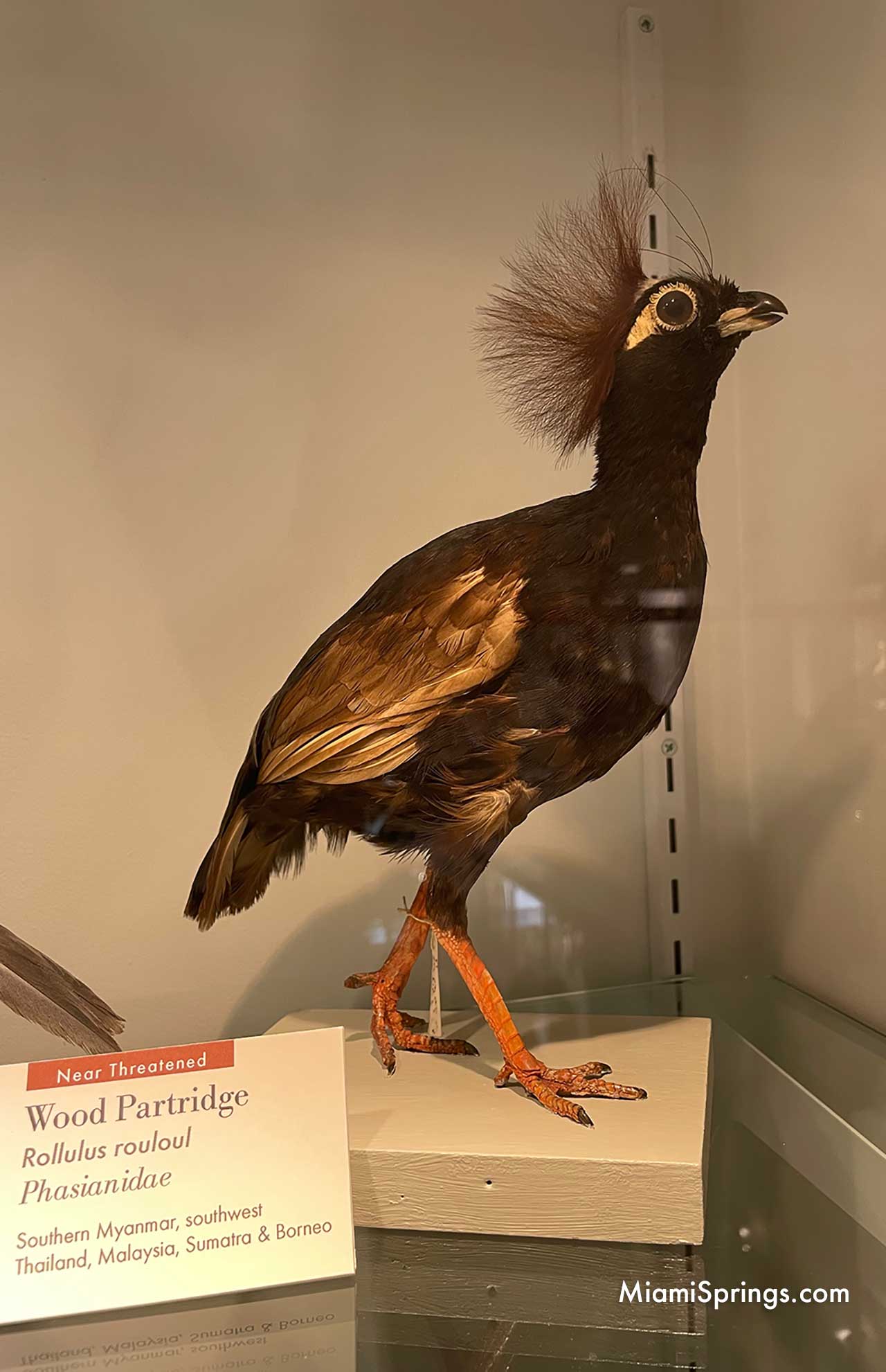 Wood Partridge displayed at the Harvard Museum of Natural History