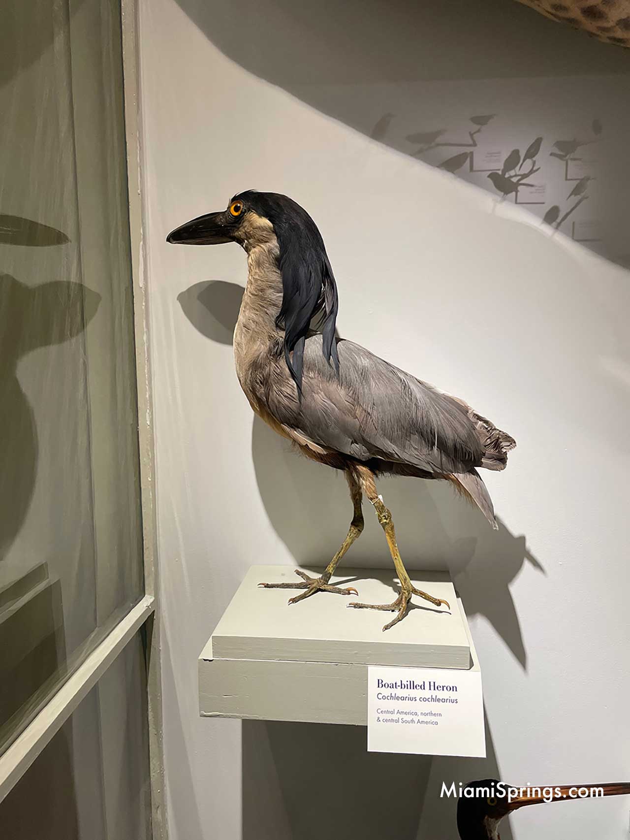 Boat-billed Heron displayed at the Harvard Museum of Natural History
