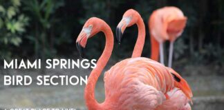 The Miami Springs Bird Section:  A Desirable Place to Live The Miami Springs Bird Section...A great place to live.