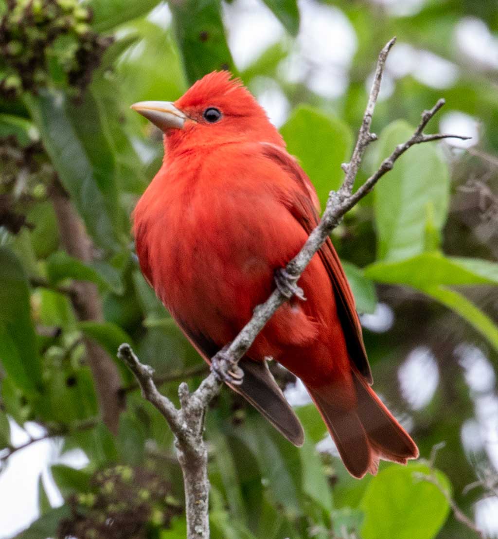 Redbird is another name for the male summer tanager shown here.
