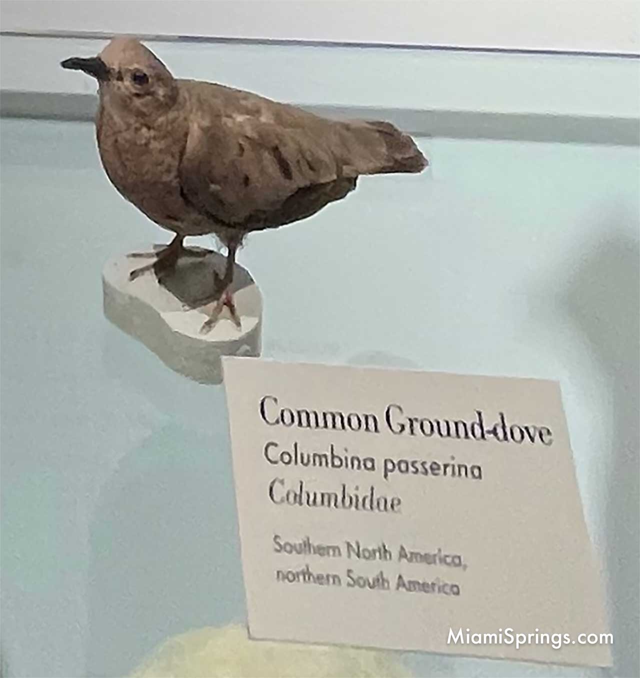 Common Ground Dove displayed at the Harvard Museum of Natural History